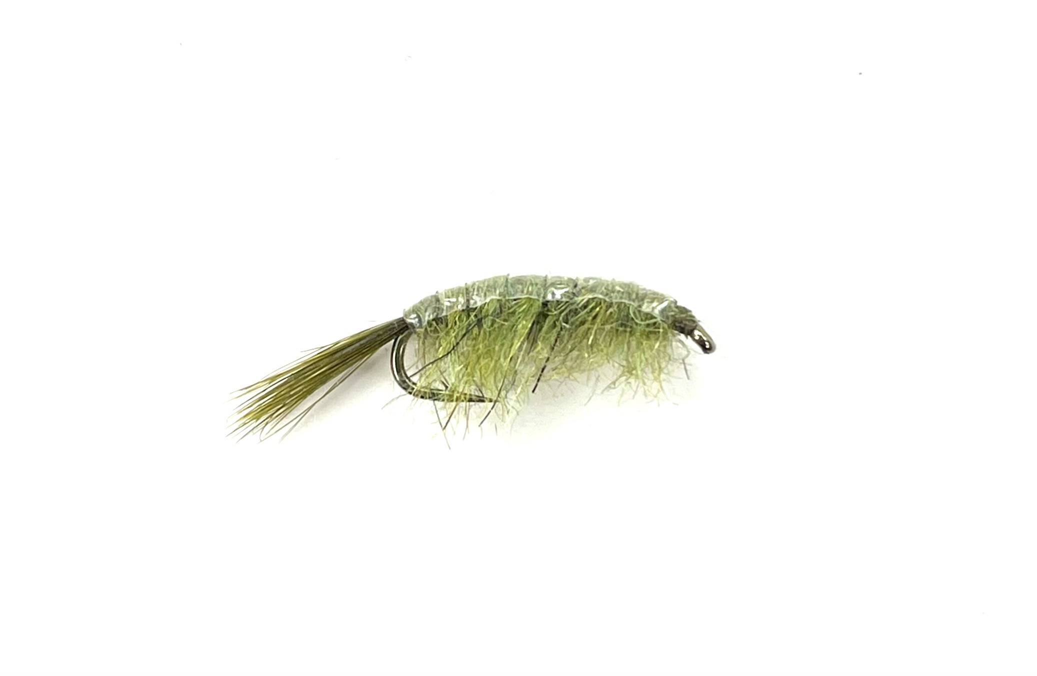 Scud Back Shrimp